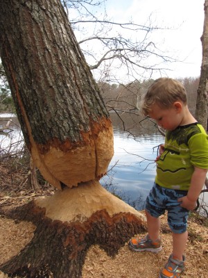 Lijah considering a large tree cut almost all the way through by beavers