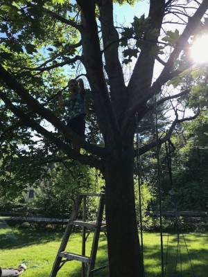 Lijah up high in a tree, with a ladder below him