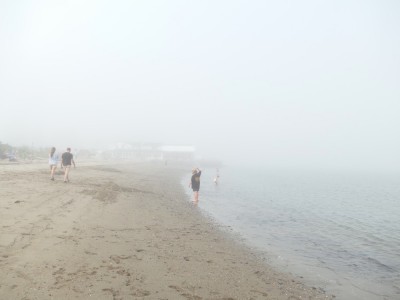 Harvey in the fog at the beach in Lincolnville