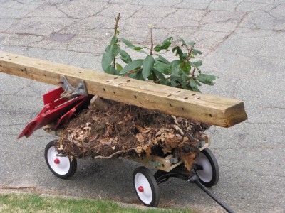Harvey's wagon loaded with a rhodadendron and a large timber