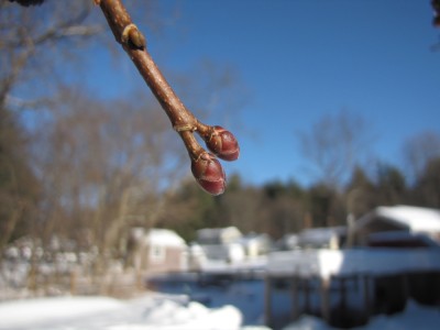 two red buds on the maple tree with snow in the background