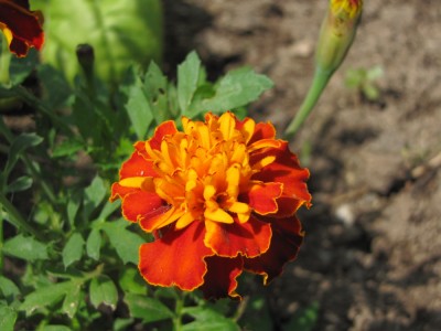 closeup of red and orange marigold flower