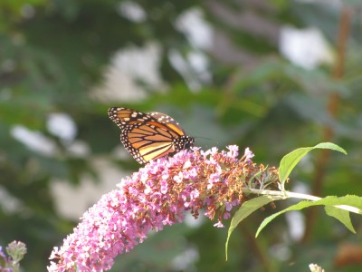 a monarch on our butterfly bush