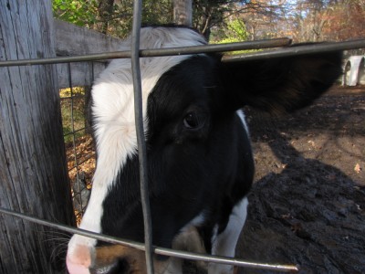 a cow looking through the fence at the camera