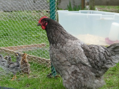 a hen checking out the chicks, outside for the first time