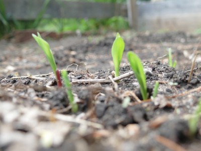 corn sprouts a day after they emerged