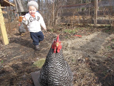 Lijah following a chicken towards the camera