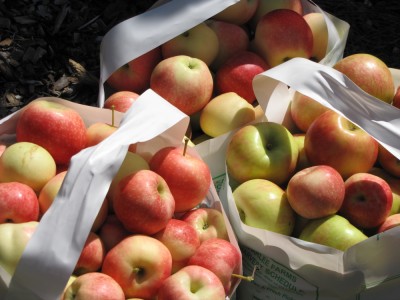 three half-bushel bags full of apples
