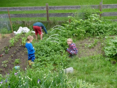 the boys picking strawberries in the garden