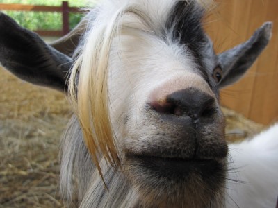 a goat with very long... bangs? eyebrows?