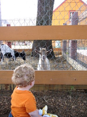Harvey checking out the goats