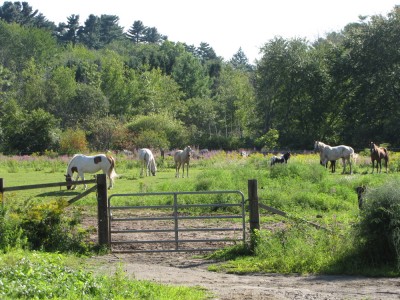 several horses in a small pasture