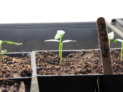 a few pepper seedlings in their tray