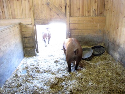 pigs exiting their stall