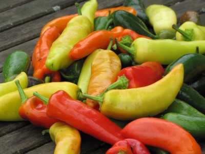 the day's harvest of hot peppers