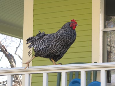a chicken on the porch railing