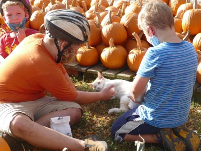 the boys petting a cat amongst piles of pumpkins