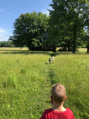 Zion walking on a path in a field with the dogs ahead of him