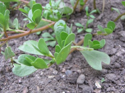 close-up of purslane growing in the garden