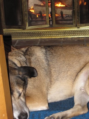 Rascal resting in front of the fire