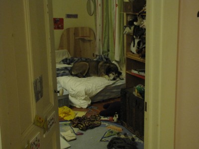 Rascal sleeping in Harvey's bed, in Harvey's messy room