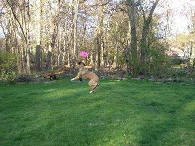 Rascal jumping to catch a frisbee