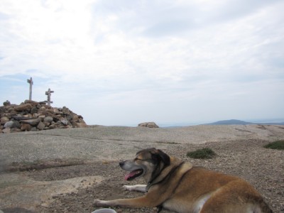Rascal resting in front of the Sargent Mtn summit