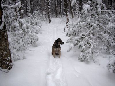 Rascal sits on a snowy path