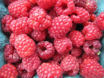a pint of freshly-harvested raspberries