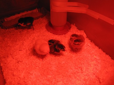 the chicks in their brooder under the red heat lamp