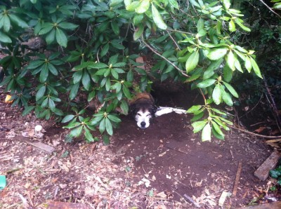Rascal relaxing under a bush on a drizzly day