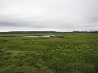 a salt marsh landscape