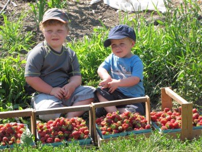 Harvey and Zion posing with the strawberry haul