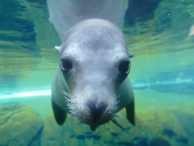 a sea lion underwater looking right at the camera
