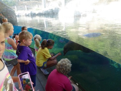 lots of kids looking at the sea lion through the glass