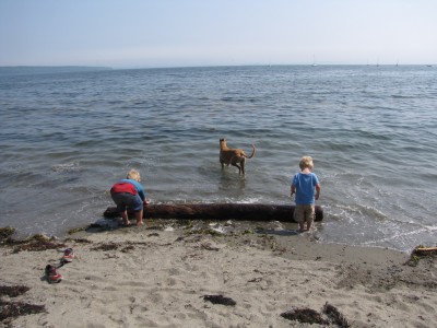 Harvey and Zion trying to get a large log out of the water onto the beach; grayhound Hammy in the water behind them
