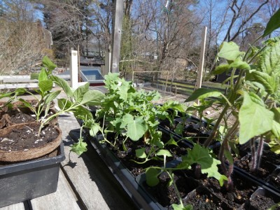 big seedlings on a table in the backyard