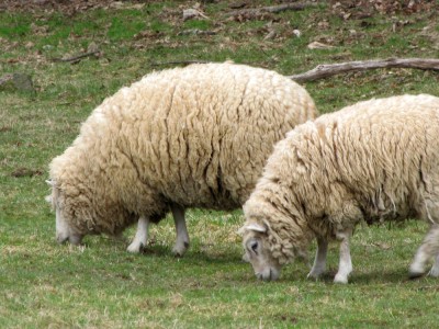a pair of wooly sheep in the pasture