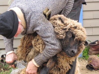 a sheep being sheared with big scissors