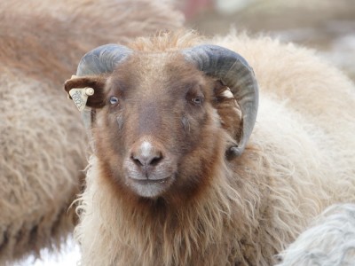the face of a brown sheep, with horns
