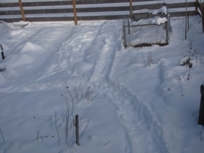 the snowy garden with paths to chickens and compost