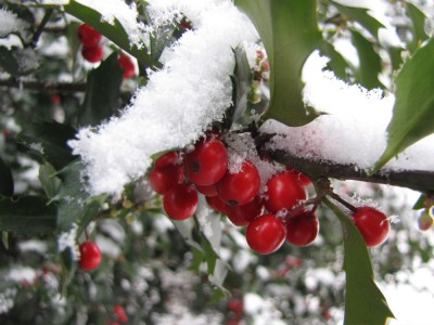 holly berries with snow on them