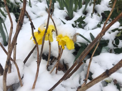 a daffodil smashed down by the snow