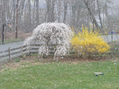 snow falling past the weeping cherry and forsythia