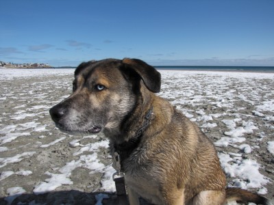 Rascal on the snowy beach