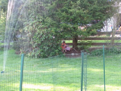the boys and a friend playing under the trees by the fence, with the sprinkler going on the lawn