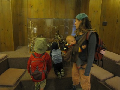 Leah and the boys looking at taxidermy in the nature center