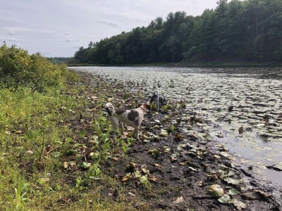 the dogs looking at the Sudbury River