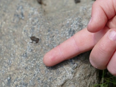 tiny frogs on a rock