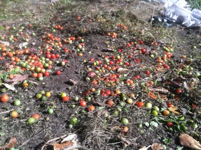hundreds of fallen cherry tomatoes after we pulled the plants